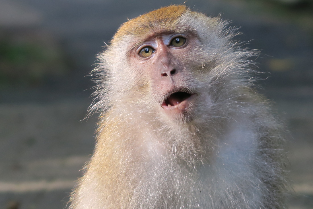 Picture of Monkey at Penang Dam, Malaysia