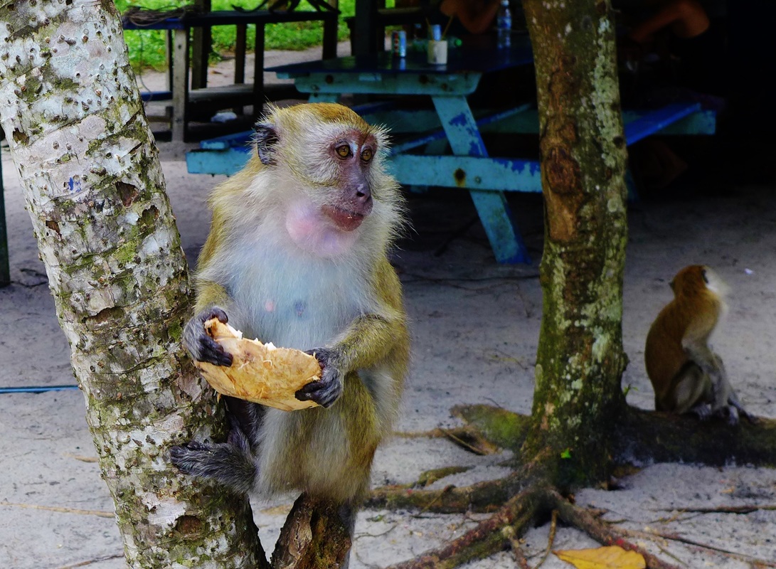 Monkey Beach Penang - Monkeys of Malaysia
