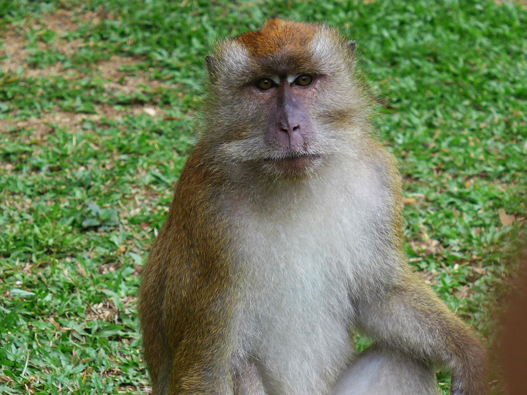 Penang Botanical Gardens - Monkeys of Malaysia
