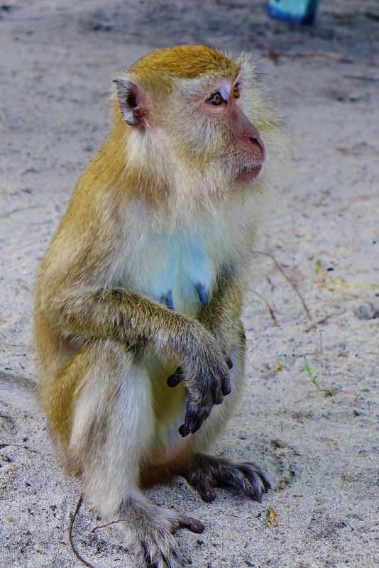 Monkey Beach Penang - Monkeys of Malaysia